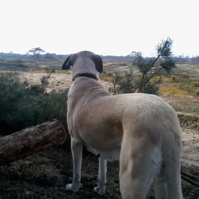 Senna lekker op de hei