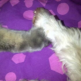 Liefde tussen hond en kat!