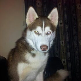 my knappe ventje