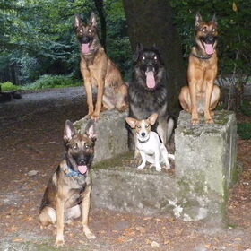 Met zijn alle even een familiefoto. Bentley en Blitz zittend op…