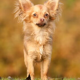 Tommie, Langharige Chihuahua 11 mnd