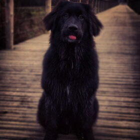 Voor Balou is het water nooit te koud!