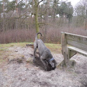 graven