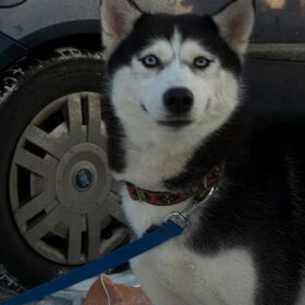 laika 5 maanden