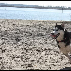 Hondenfoto van Remco, laika en shadow