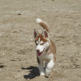 Hondenfoto van Remco, laika en shadow