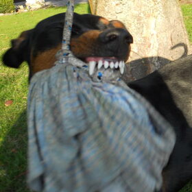 Hondenfoto van Marleen , Blacky & Justy