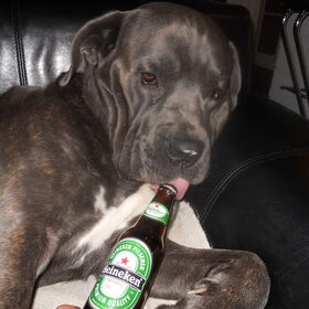 dorst