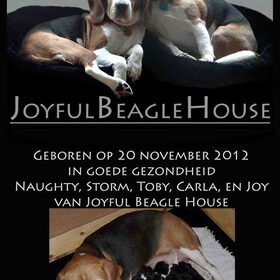 Hondenfoto van joyful-beagle-house
