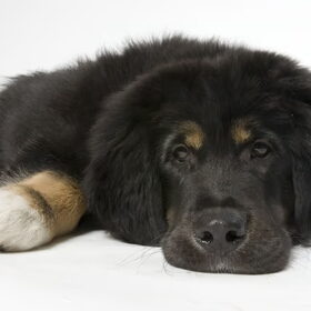Norbu, onze reu als pup van 4 maanden.