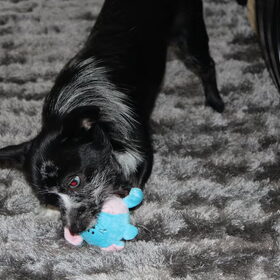 Bowie's eerste verjaardag 1 jaar en zijn nieuwe cadeautje