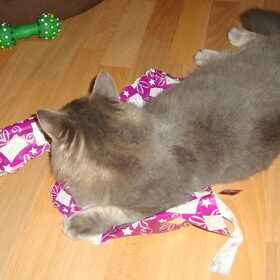 Wolf ook zijn cadeautje uitgepakt
