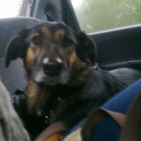 Moe in de auto