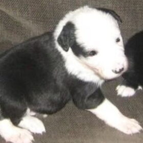 Dit lieve border collie pupje komt in januari! Kan niet wachten.