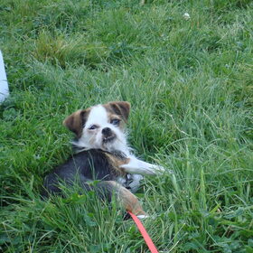 Dit is Misty, het vriendinnetje van Toby, ze is van mijn zus.