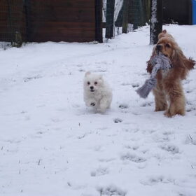 sneeuwpret