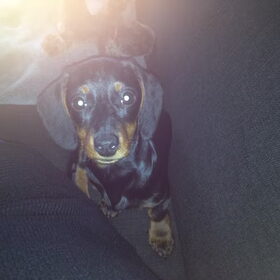 Hondenfoto van Daisy, Diva & Lady
