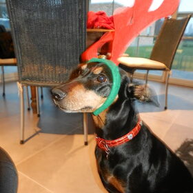 Hondenfoto van Marleen , Blacky & Justy