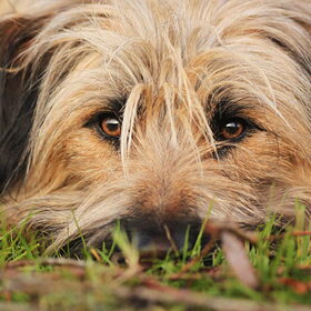 Hondenfoto van team Shadow