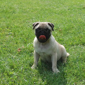 Dit is Billy, mijn schattige mopshond en de beste hond die ik me…