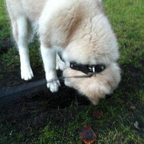Misha's eerste putje