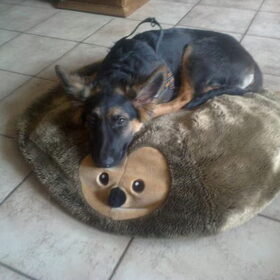 Hondenfoto van Moppie en Boppie