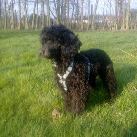 Hondenfoto van Moppie en Boppie