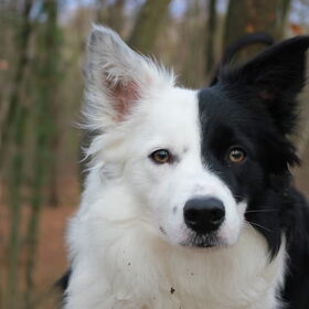 Hondenfoto van Sophie & Beau