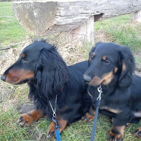 Dit zijn Rocky en Nero. Nero woont helaas niet meer bij ons.