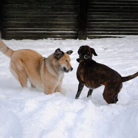Hondenfoto van Julie & Yucca <3
