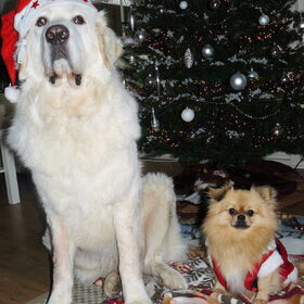 Jego en Kruimeltje bij de kerstboom