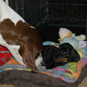 Hondenfoto van Tamara,Kallista & Marcel, Hercule †, Yordi †