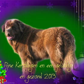 Hondenfoto van Willemijn - baasje van Vika .           Bams  en Ogin   ¥ .