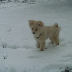 Hondenfoto van Ariane & Snowy