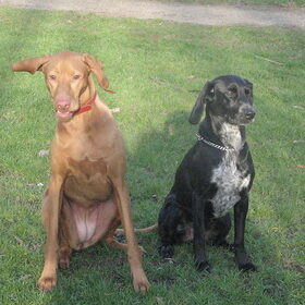 Csoki & Bella.