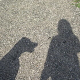 Hondenfoto van Lilly & Csoki