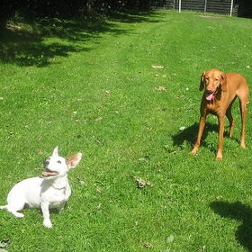 Csoki & Barry.