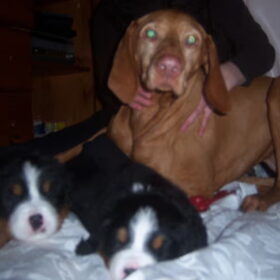 Csoki & 2 puppy Berner's