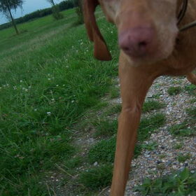 Kiekeboee.