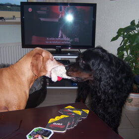 Csoki & Coco aan het spelen..
