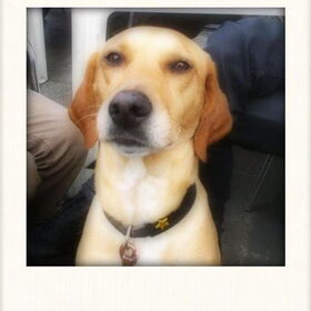 mijn hond Dora