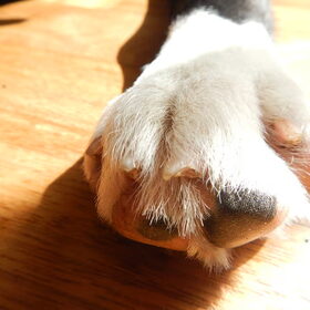 Big foot