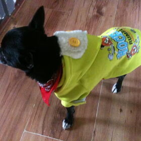 Hondenfoto van Nino, Chico en Storm (†) 
