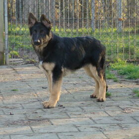 dit is Lion 5 maanden oud