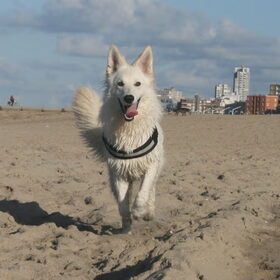 Groeten uit scheveningen