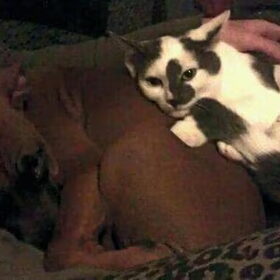 Hondenfoto van Quincy, Bailey & Nova