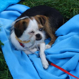 Misty het hondje van mijn zus.