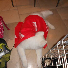 mikai 16/12/12