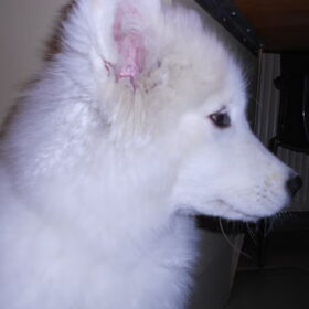 mikai 16/12/12