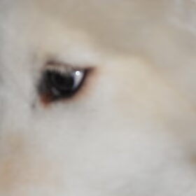 mikai zijn oog 16/12/12
